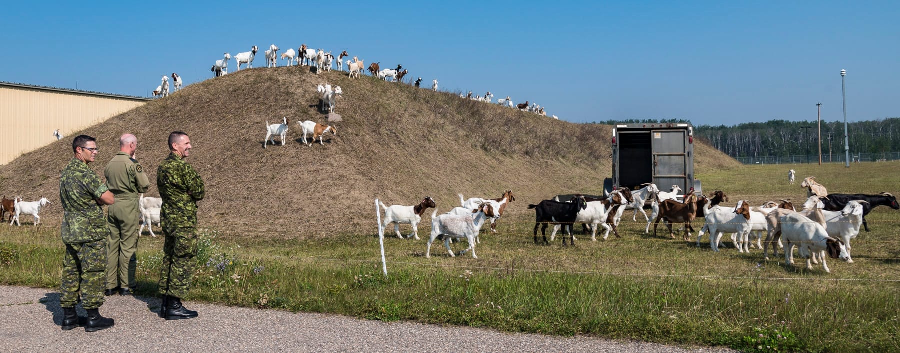 Three people in military uniform watch several dozen goats graze on a grassy hill.