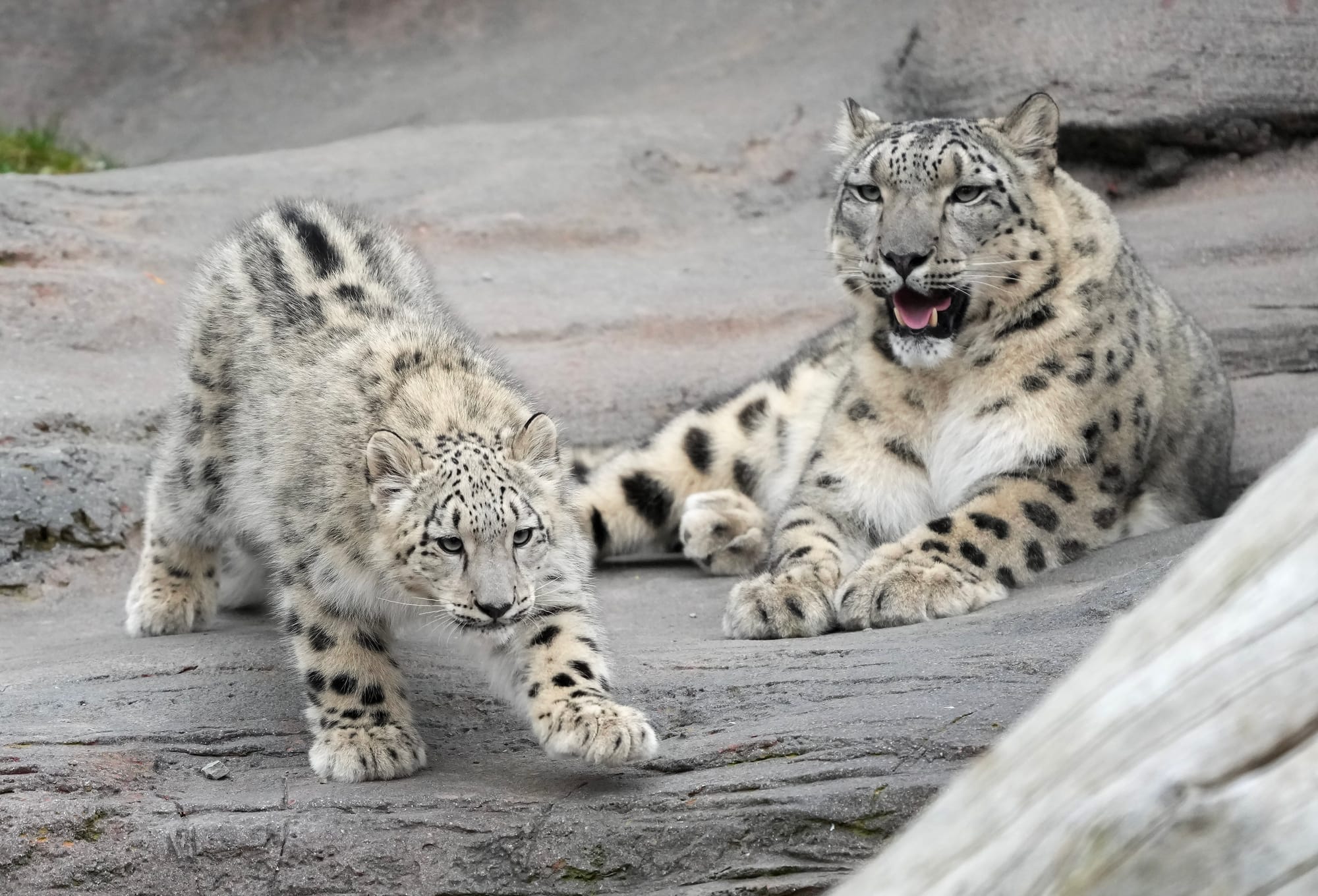 A baby snow leopard walks around in its habitat in the Toronto Zoo front of its mother. 