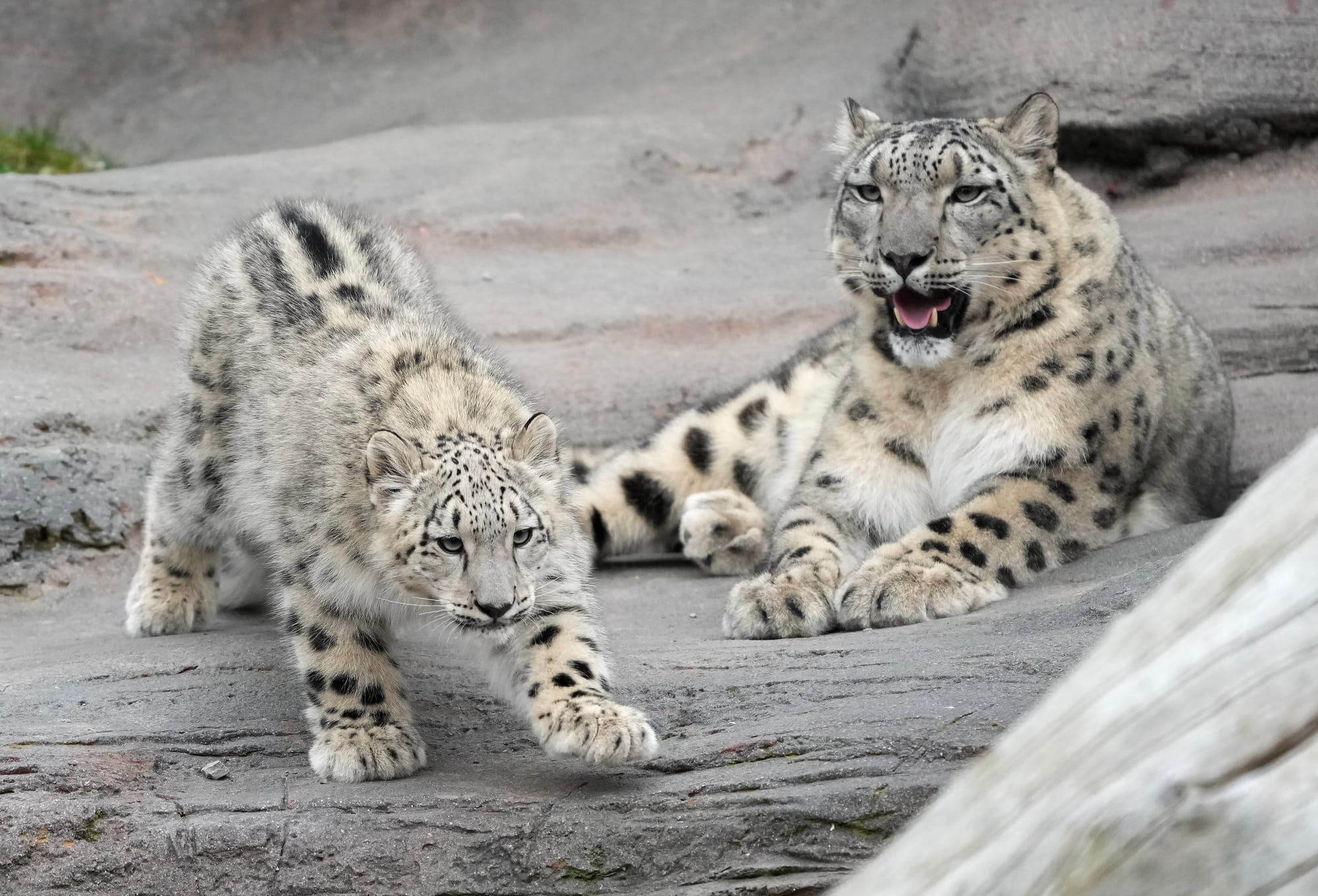 A baby snow leopard walks around in its habitat in the Toronto Zoo front of its mother. 