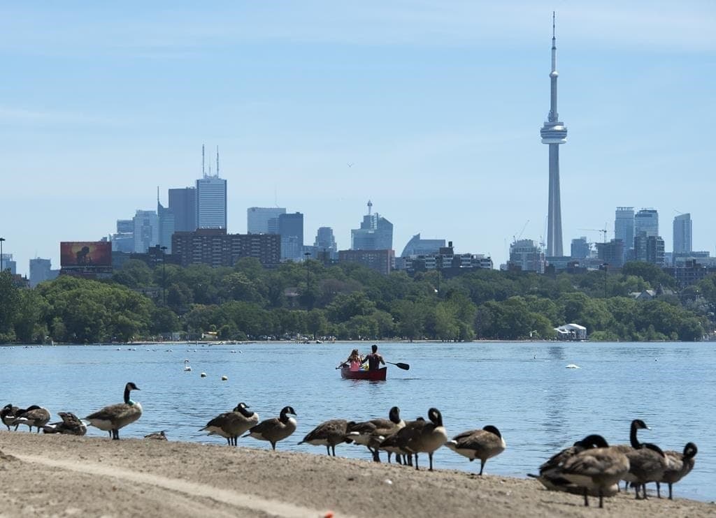 Canada geese look out at Lake Ontario, with the Toronto skyline in the distance.
