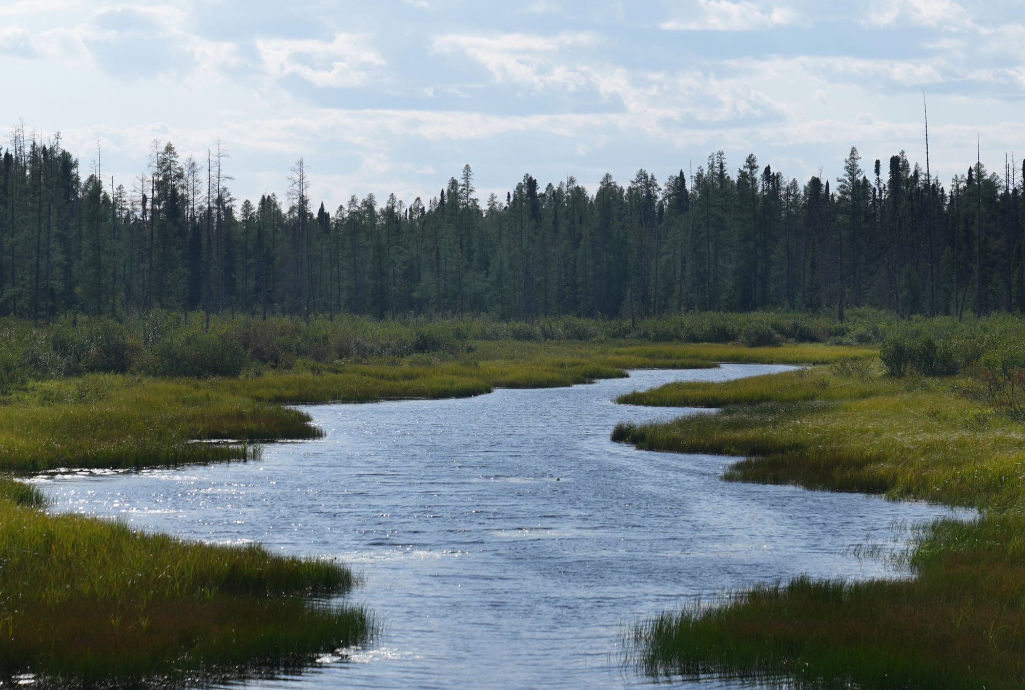 A stream of water runs through a landscape of trees and marsh.