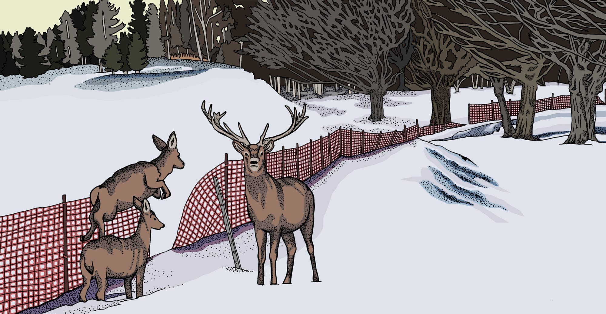 An illustration showing a stag and two does moving through a gap in an orange fence amid a snowy forest backdrop.