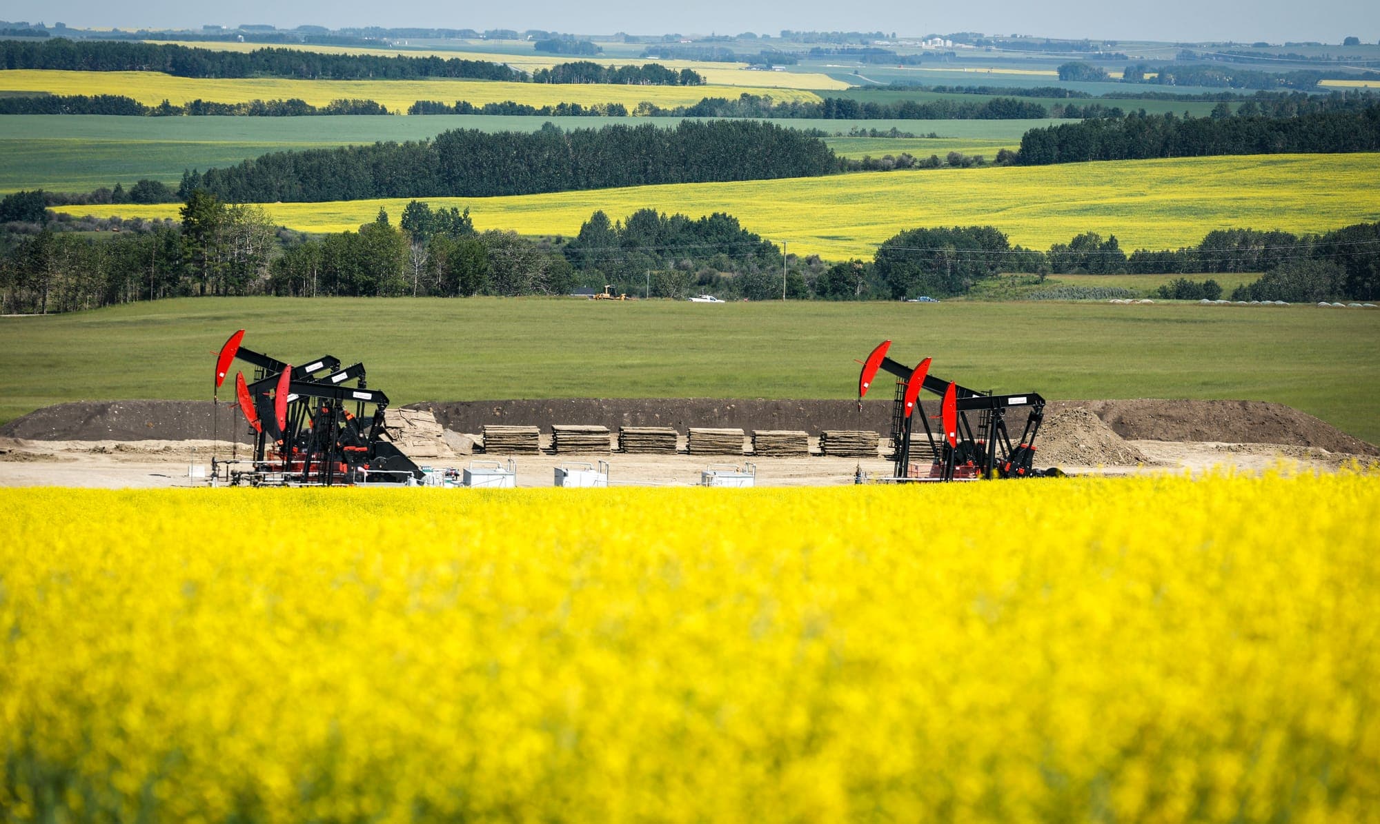 Pumpjacks draw out oil and gas from well heads surrounded by Canola fields near Cremona, Alberta.