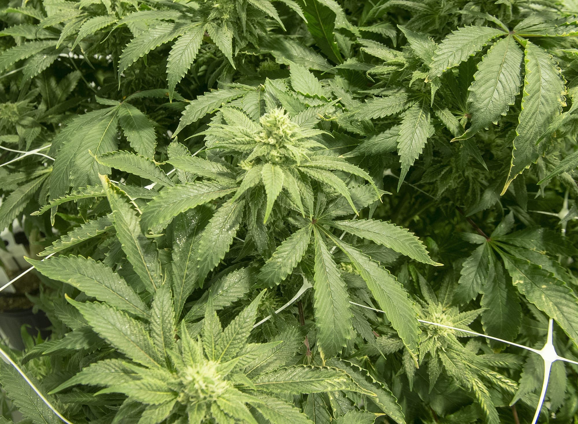 Cannabis plants.