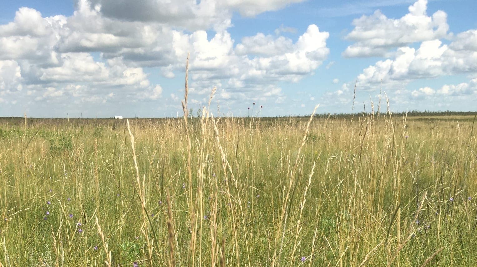 Rough fescue grass in the Canadian prairies.