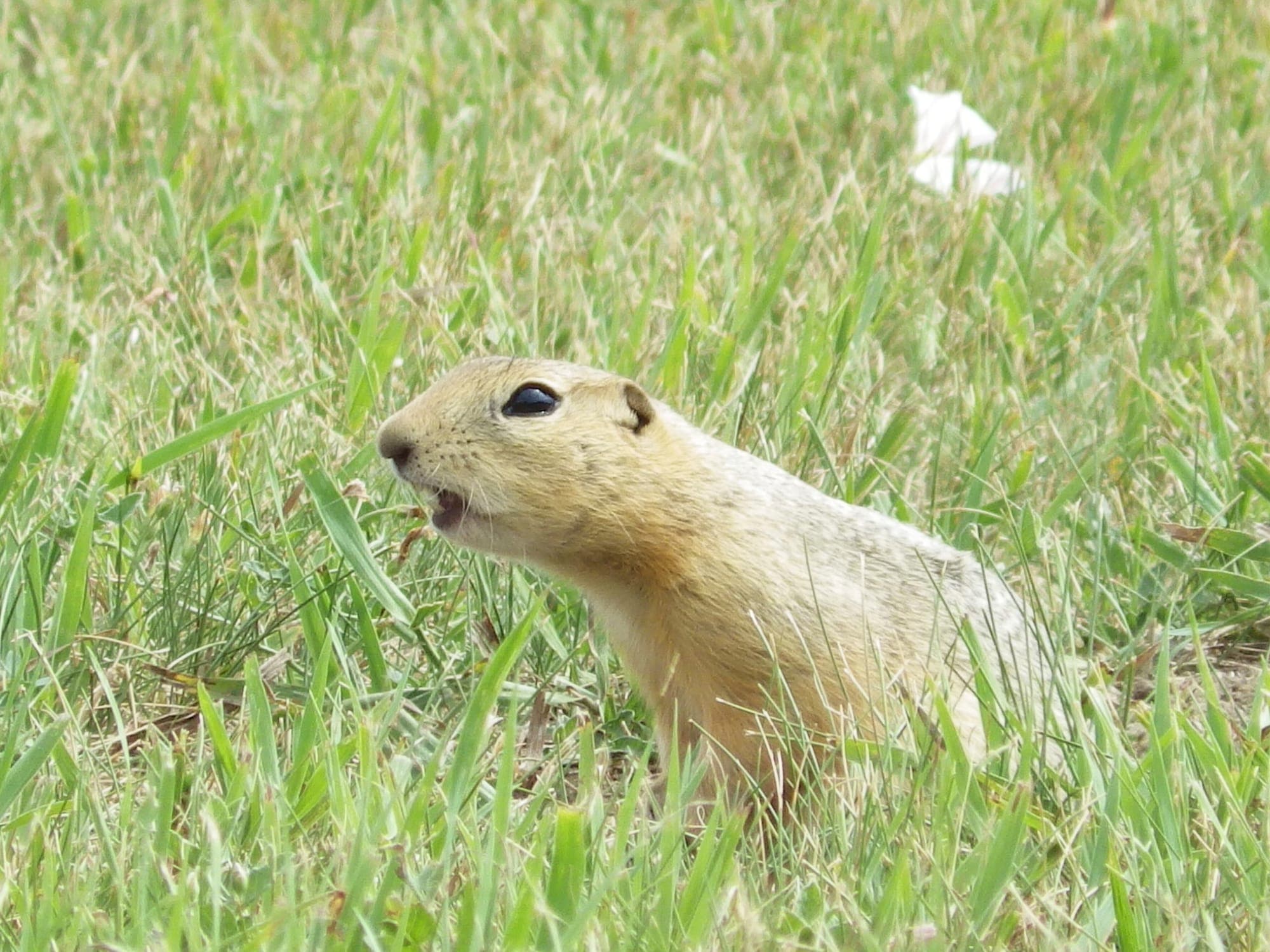 A Richardson's ground squirrel pokes up from its burrow in July 2025, in North Dakota.